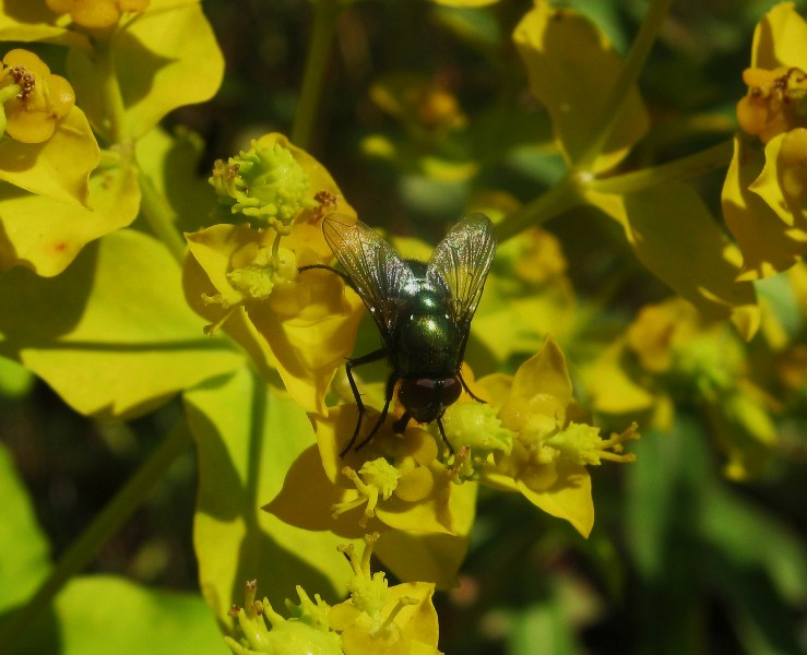 Identificazione mosca verde